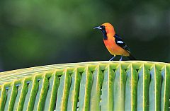 Hooded Oriole